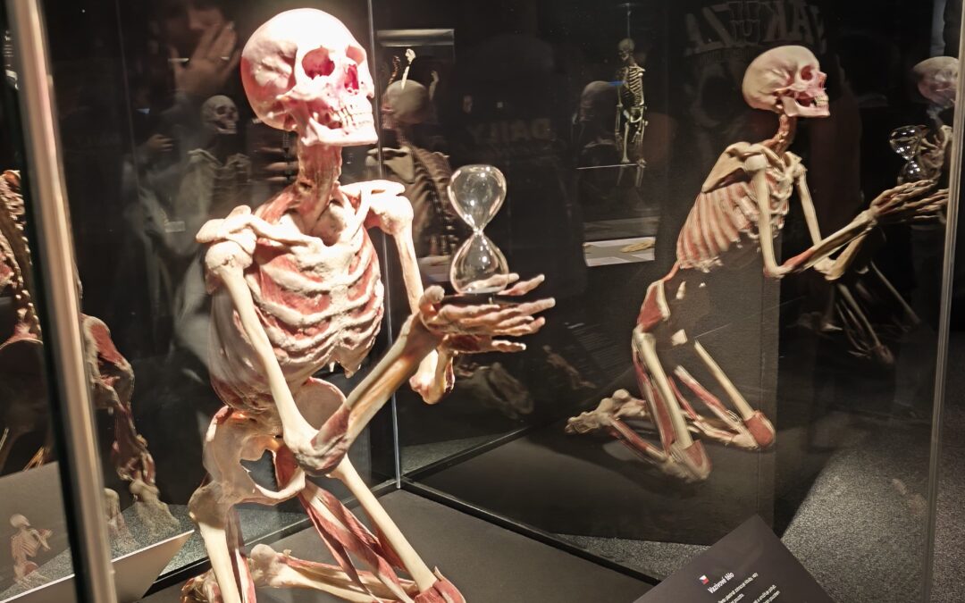 Body Worlds – Netradiční hodina biologie v Praze